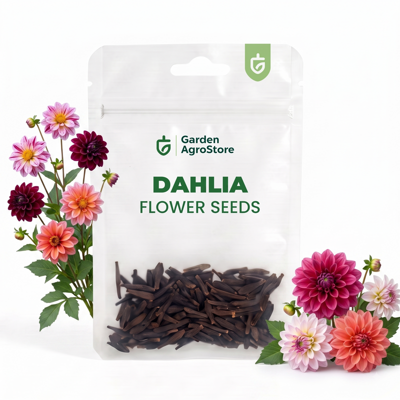 Dahlia Flower Seeds - 100 Seeds per Packet