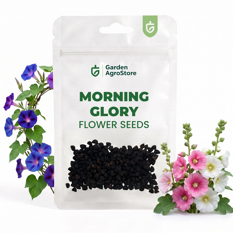 Morning Glory Flower Seeds - 175 Seeds per Packet
