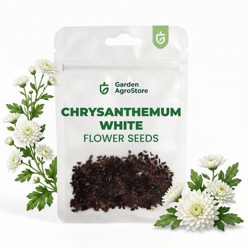 Chrysanthemum White Flower Seeds by Garden AgroStore